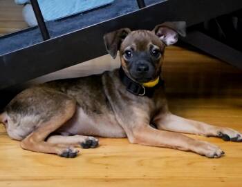 Rescue Mixed Breed Dogs for Adoption in Milpitas, California - Madrid | PetCurious