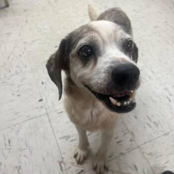 Buddy -  Beagle Dog for Adoption in Harrodsburg, Kentucky - Buddy | PetCurious