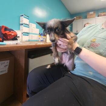 Chihuahua Dogs Available for Adoption - Stella | PetCurious