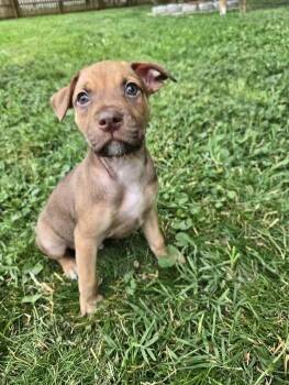 Mixed Breed Dogs Available for Adoption in Milton, Delaware - Robbery | PetCurious
