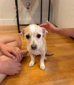 Poppy -  Chihuahua and Dachshund Dog for Adoption in Sunnyvale, California - Poppy | PetCurious