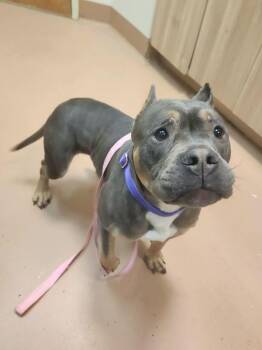 Pit Bull Terrier Dogs Available for Adoption in Kennewick, Washington - Hillary Ruff | PetCurious