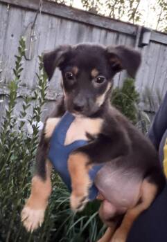 Sarah -  German Shepherd Dog Dog for Adoption in Bull Valley, Illinois - Sarah | PetCurious