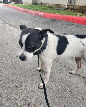 Terrier Dogs Available for Adoption in San Antonio, Texas - SAMOA | PetCurious