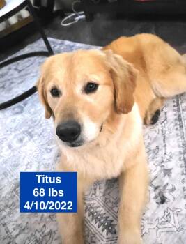 Golden Retriever Dogs Available for Adoption - Titus | PetCurious