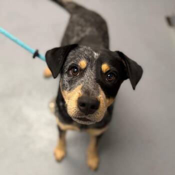 Jack -  Mixed Breed Dog for Adoption in Sarasota, Florida - Jack | PetCurious