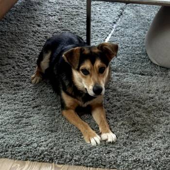 Shepherd Dogs Available for Adoption in New Orleans, Louisiana - Charlie Barley | PetCurious