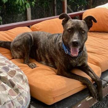 Belgian Shepherd Malinois and Shepherd Dogs Available for Adoption in Berkeley, California - Honey | PetCurious