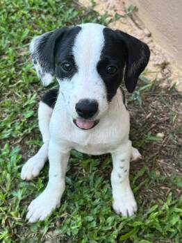 Ashby- sweet puppy friend -  Catahoula Leopard Dog and Labrador Retriever Dog for Adoption in Mettawa, Illinois - Ashby- Sweet Puppy Friend | PetCurious