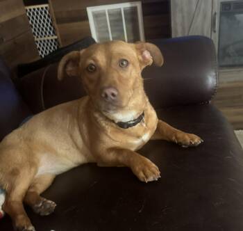 Dachshund Dogs Available for Adoption in Melbourne, Florida - Stella | PetCurious