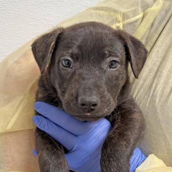 Pit Bull Terrier Dogs Available for Adoption in Ojai, California - Eclair | PetCurious