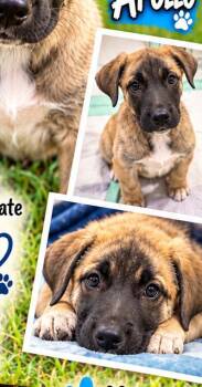 Apollo -  Anatolian Shepherd Dog for Adoption in Sunderland, Maryland - Apollo | PetCurious