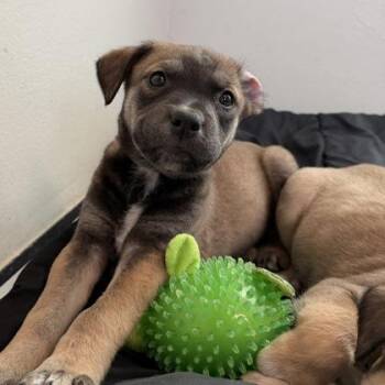 Mixed Breed Dogs Available for Adoption - Archie | PetCurious