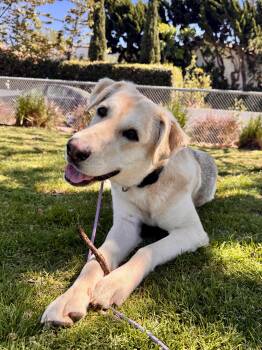 Yellow Labrador Retriever and German Shepherd Dog Dogs Available for Adoption - Lucy (Courtesy Post) | PetCurious
