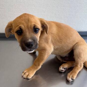 Masa Pan -  Mixed Breed Dog for Adoption in Las Cruces, New Mexico - Masa Pan | PetCurious