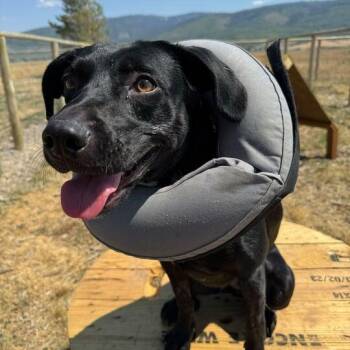 Rescue Black Labrador Retriever Dogs for Adoption in Driggs, Idaho - Darcy | PetCurious