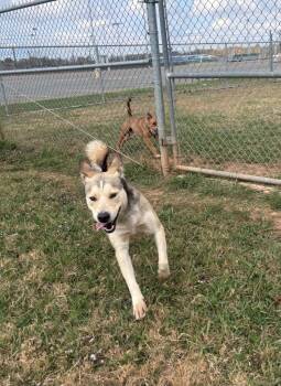 Rescue Husky and Mixed Breed Dogs for Adoption in Bossier City, Louisiana - Wade | PetCurious