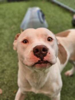 Mixed Breed Dogs Available for Adoption in Savannah, Georgia - Buckwheat | PetCurious