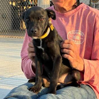 Pit Bull Terrier Dogs Available for Adoption - Juliet | PetCurious