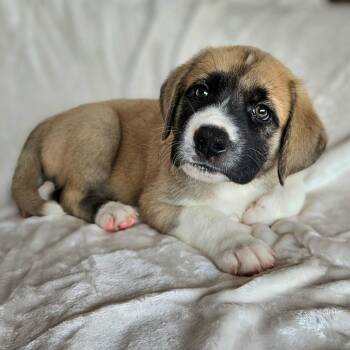 Mixed Breed Dogs Available for Adoption - Rose Pup - Mogley | PetCurious