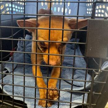 Paco -  Chihuahua Dog for Adoption in Redwood Valley, California - Paco | PetCurious