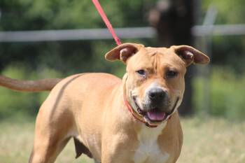 Cassie -  American Bulldog Dog for Adoption in Conway, Arkansas - Cassie | PetCurious
