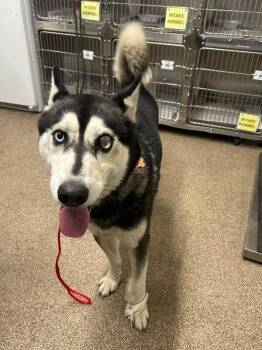 Marcus -  Husky Dog for Adoption in Fruit Heights, Utah - Marcus | PetCurious