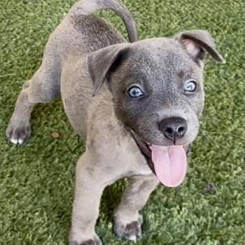ARTHUR 5100 -  Terrier and Mixed Breed Dog for Adoption in Loxahatchee Groves, Florida - ARTHUR 5100 | PetCurious