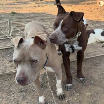 Dozer - Adoption Fee Sponsored! -  Mixed Breed Dog for Adoption in Alabaster, Alabama - Dozer - Adoption Fee Sponsored! | PetCurious