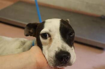MERIDA -  Mixed Breed Dog for Adoption in Columbia, South Carolina - MERIDA | PetCurious