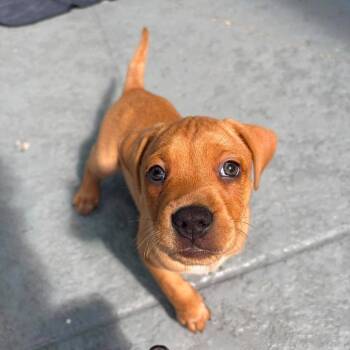 Nick -  Hound and Mixed Breed Dog for Adoption in Pinellas Park, Florida - Nick | PetCurious