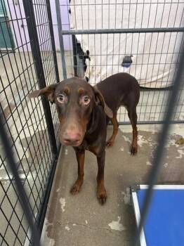 61762013 -  Doberman Pinscher and Mixed Breed Dog for Adoption in El Paso, Texas - 61762013 | PetCurious