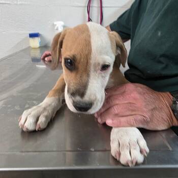 Batman -  Terrier and Mixed Breed Dog for Adoption in Clanton, Alabama - Batman | PetCurious