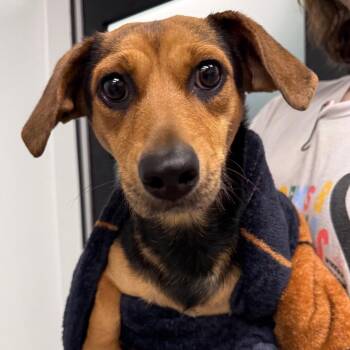 Margarita -  Dachshund and Mixed Breed Dog for Adoption in Abilene, Texas - Margarita | PetCurious