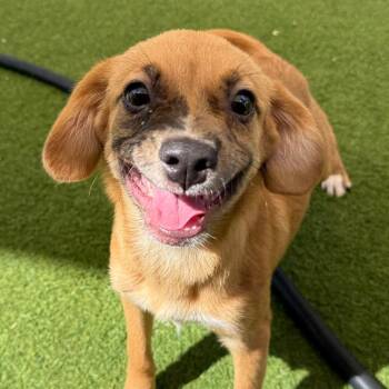 Brooklyn 2558 -  Catahoula Leopard Dog Dog for Adoption in Loxahatchee Groves, Florida - Brooklyn 2558 | PetCurious