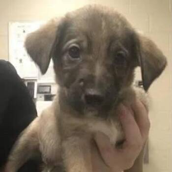 Avocado -  German Shepherd Dog and Mixed Breed Dog for Adoption in Tomah, Wisconsin - Avocado | PetCurious
