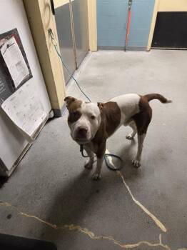 ACE -  Staffordshire Bull Terrier and Mixed Breed Dog for Adoption in Kent, Washington - ACE | PetCurious
