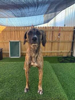 Rescue Whippet and Terrier Dogs for Adoption in Indian Springs Village, Alabama - Cindy | PetCurious