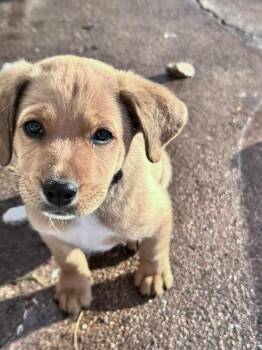 Shepherd Dogs Available for Adoption - Peanut | PetCurious