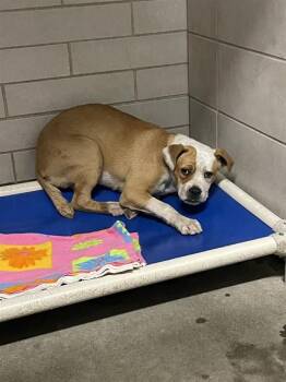 Pit Bull Terrier and Mixed Breed Dogs Available for Adoption - PRINCE HERBERT | PetCurious