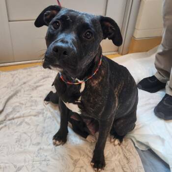 Pit Bull Terrier Dogs Available for Adoption in Norman, Oklahoma - Bailey | PetCurious