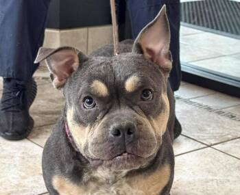French Bulldog Dogs Available for Adoption in Euclid, Ohio - Athena - FOSTER Or FOSTER TO ADOPT | PetCurious