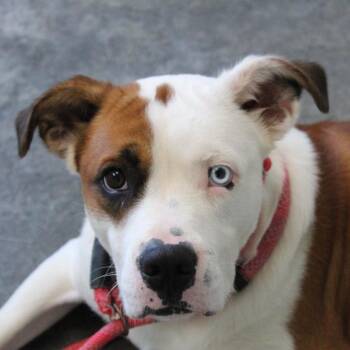 Mixed Breed Dogs Available for Adoption in Brooksville, Kentucky - Mowgli | PetCurious