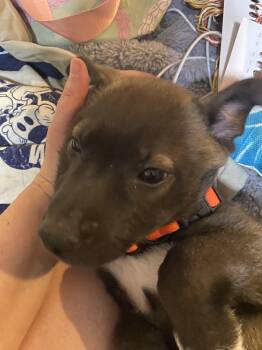Shepherd Dogs Available for Adoption in Rocklin, California - Quicksilver | PetCurious