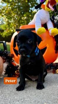 Peter -  Chiweenie Dog for Adoption in Walker, Louisiana - Peter | PetCurious