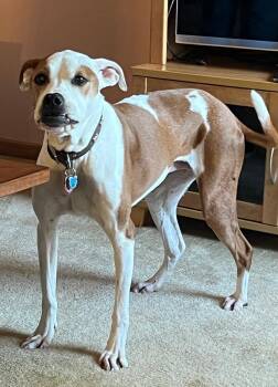 Rescue Boxer and Pit Bull Terrier Dogs for Adoption in Wadsworth, Ohio - Lulu | PetCurious