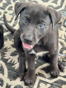 Bruno (Sciotoville 7 ) -  Welsh Springer Spaniel and German Shepherd Dog Dog for Adoption in Lewis Center, Ohio - Bruno (Sciotoville 7 ) | PetCurious