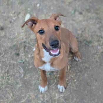 Copper -  Rhodesian Ridgeback and Labrador Retriever Dog for Adoption in Hayward, California - Copper | PetCurious