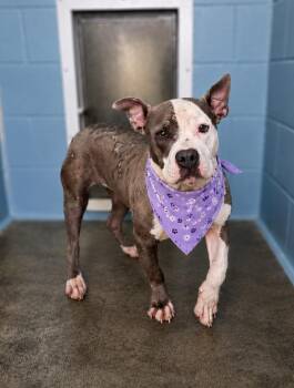 Patches -  Pit Bull Terrier Dog for Adoption in Lafayette, Louisiana - Patches | PetCurious