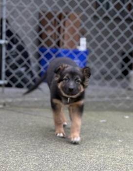 German Shepherd Dog Dogs Available for Adoption - Opal | PetCurious